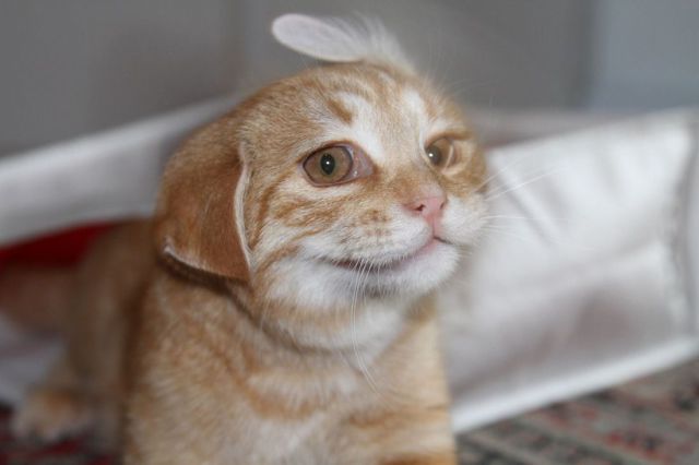 Chats qui font rire - 12