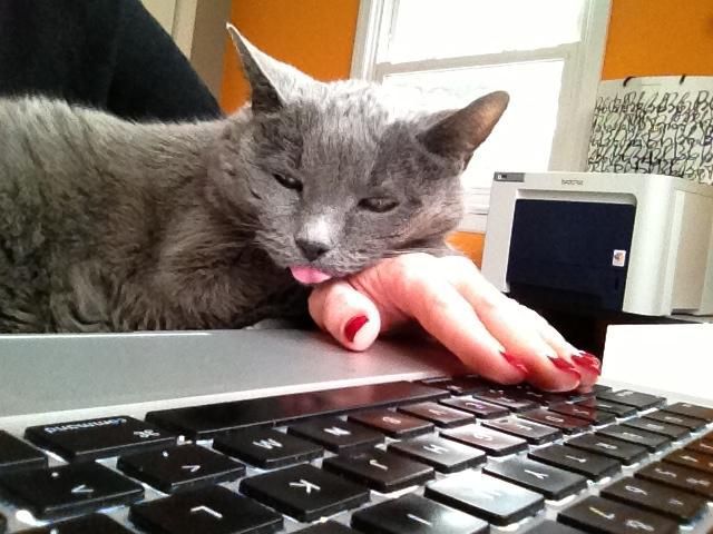 Chats qui font rire - 13