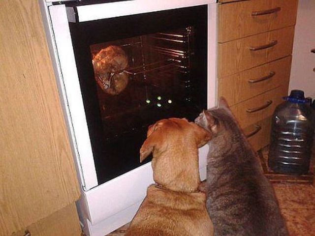 Chats qui font rire - 15