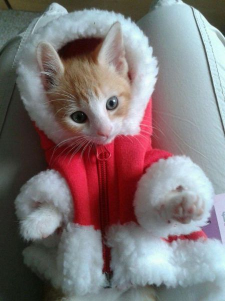 Chats qui font rire - 4