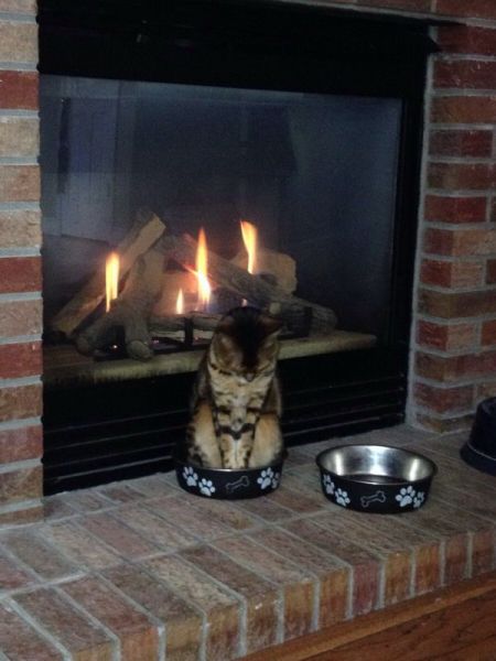 Chats qui font rire - 6