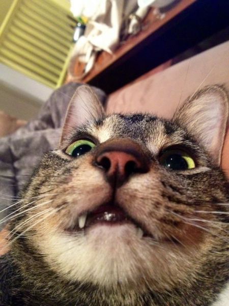 Ces chats qui nous font tant rire