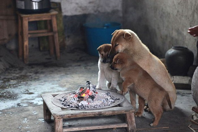 Chiots autour d'un feu - 1
