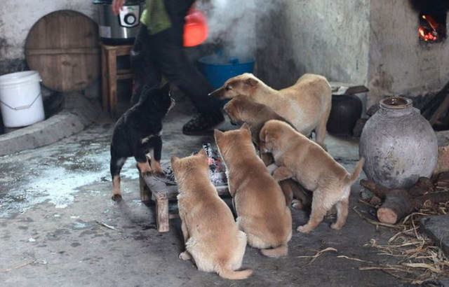 Chiots autour d'un feu - 2