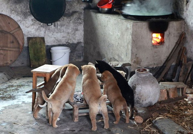 Chiots autour d'un feu - 5