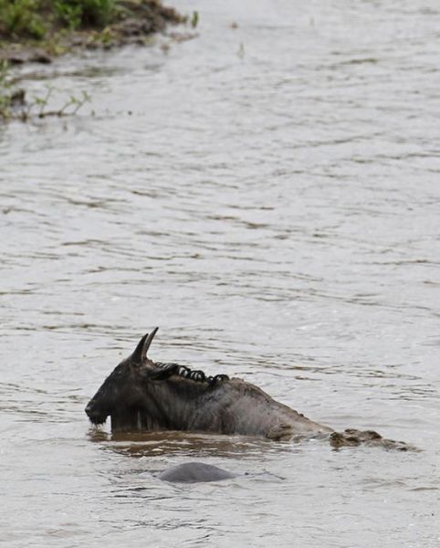 Entraide entre animaux - 2