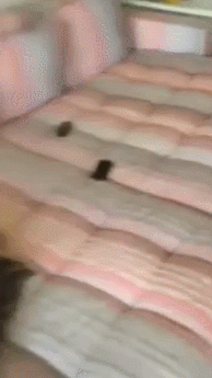 Gifs combinés drôles - 1