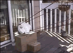 Gifs combinés drôles - 10