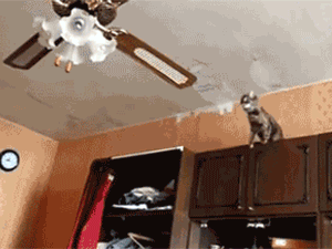 Gifs combinés drôles - 17