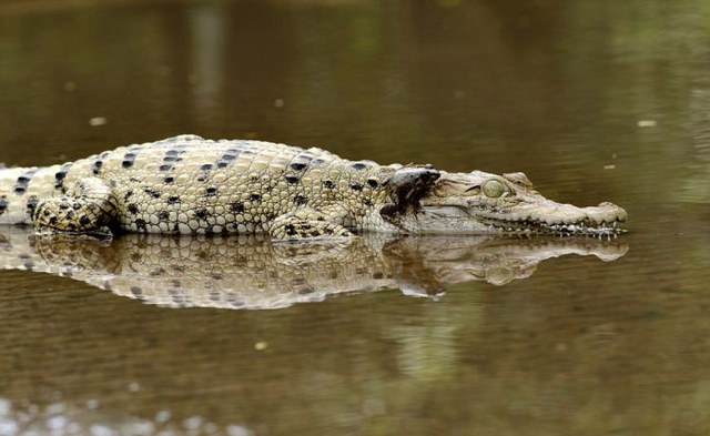 Grenouille courageuse sur un crocodile - 1