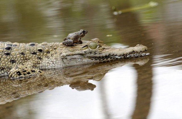 Grenouille courageuse sur un crocodile - 2