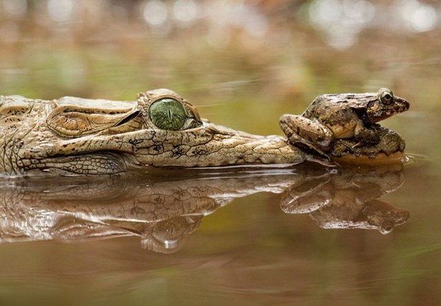 Grenouille courageuse sur un crocodile - 3