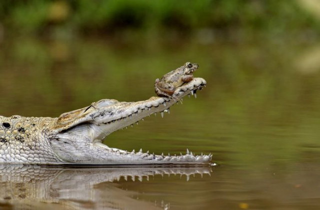 Grenouille courageuse sur un crocodile - 4