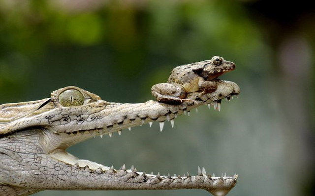 Grenouille courageuse sur un crocodile - 5