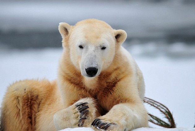 Ours mort  cause d'un sac - 1