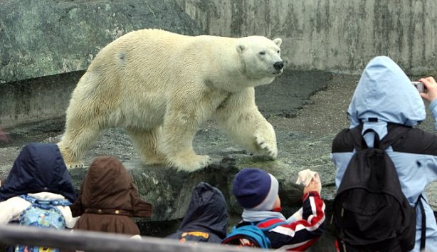 Ours mort  cause d'un sac - 2