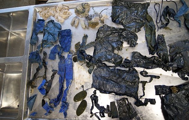 Ours mort  cause d'un sac - 3