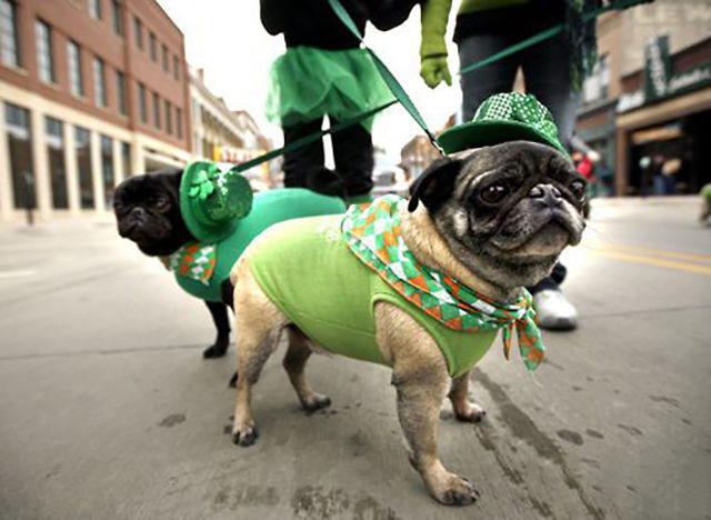 Photos de Saint Patrick - 10