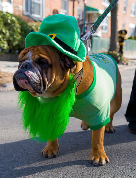 Photos de Saint Patrick - 12