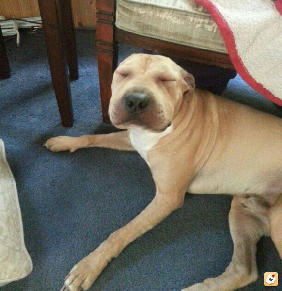 Visages gonfls piqre - 6