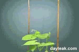 Animations instructives (Voilà comment un plant d'haricot arrive à trouver un appui:)
