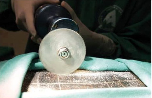 Une opration sur une tortue - 2