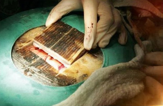 Une opration sur une tortue - 3