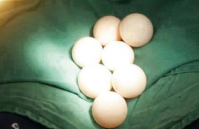 Une opration sur une tortue - 6