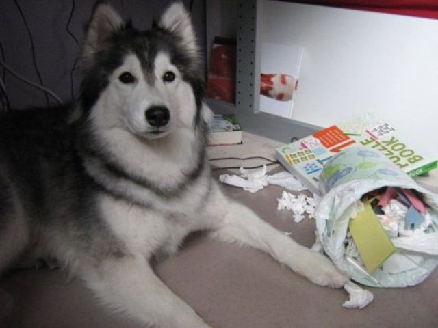 Un chien qui se prend pour un chat - 13