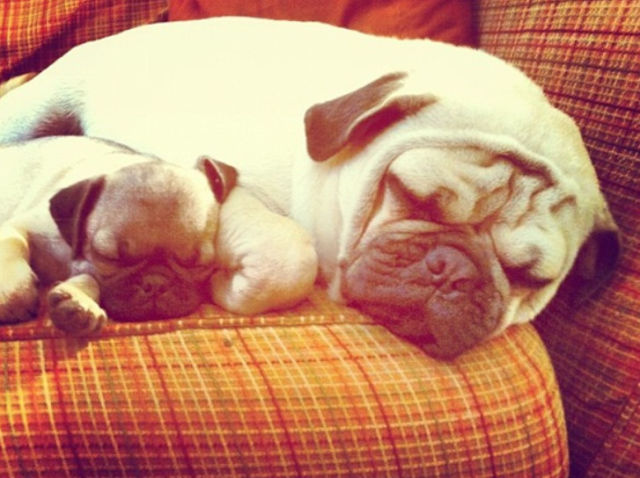 Expression: Les chiens ne font pas des chats - 1