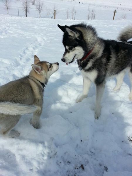 Expression: Les chiens ne font pas des chats - 15