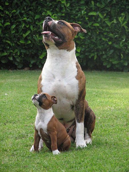 Expression: Les chiens ne font pas des chats - 18