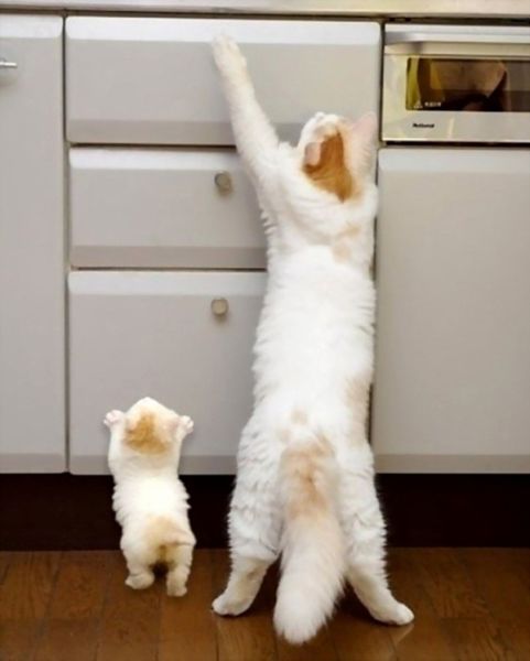 Expression: Les chiens ne font pas des chats - 19