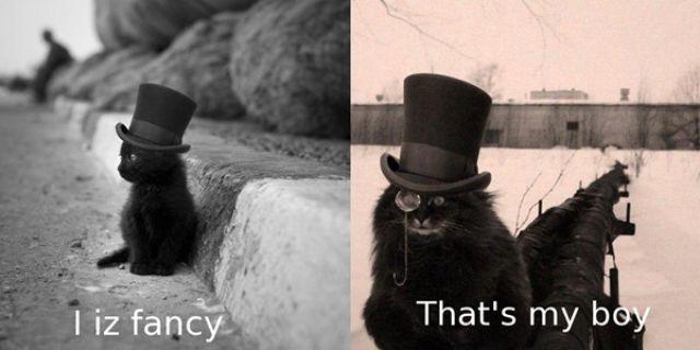 Expression: Les chiens ne font pas des chats - 2