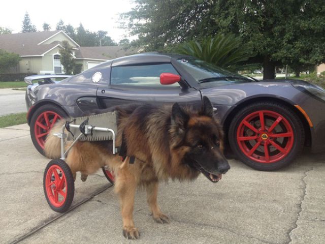 Expression: Les chiens ne font pas des chats - 22