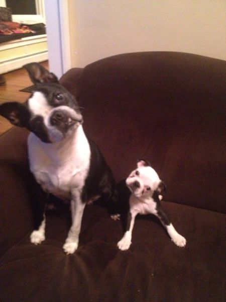 Expression: Les chiens ne font pas des chats - 25