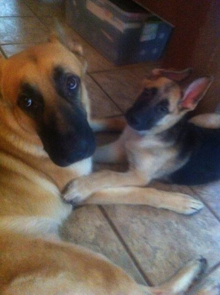 Expression: Les chiens ne font pas des chats - 3