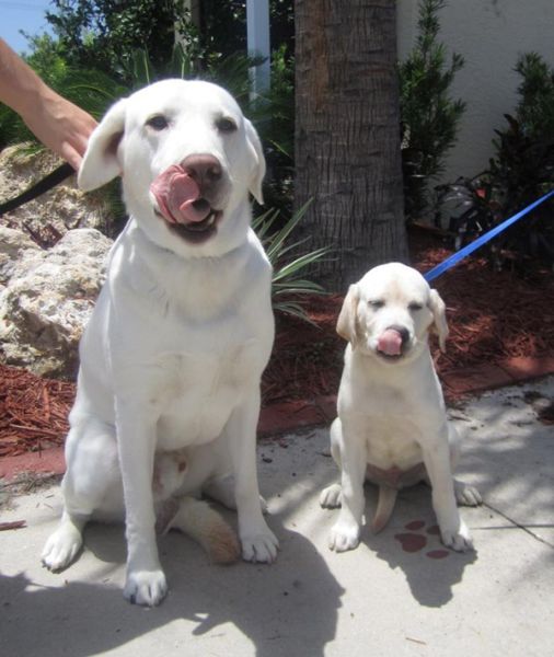 Expression: Les chiens ne font pas des chats - 4