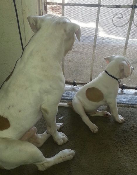 Expression: Les chiens ne font pas des chats - 8