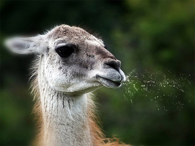 Des lamas drles - 10