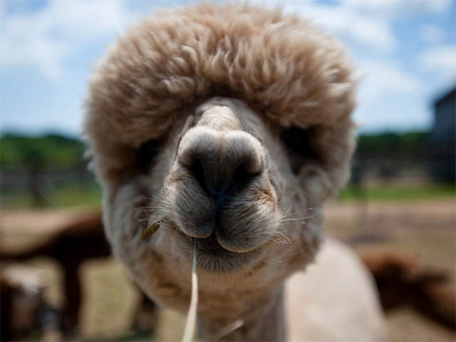 Des lamas drles - 12