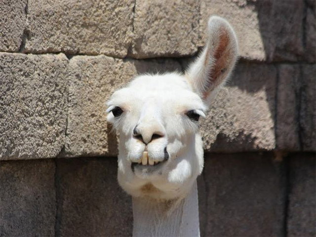 Des lamas drles - 13