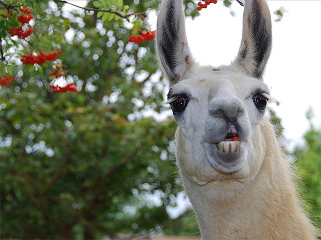 Des lamas drles - 15