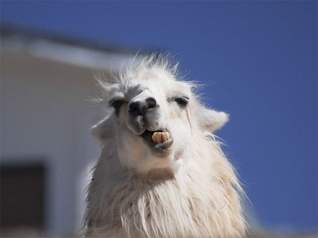 Des lamas drles - 2