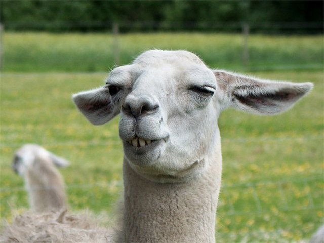 Des lamas drles - 5