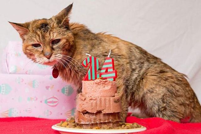 Chat 100 pour cent gratuit sans inscription