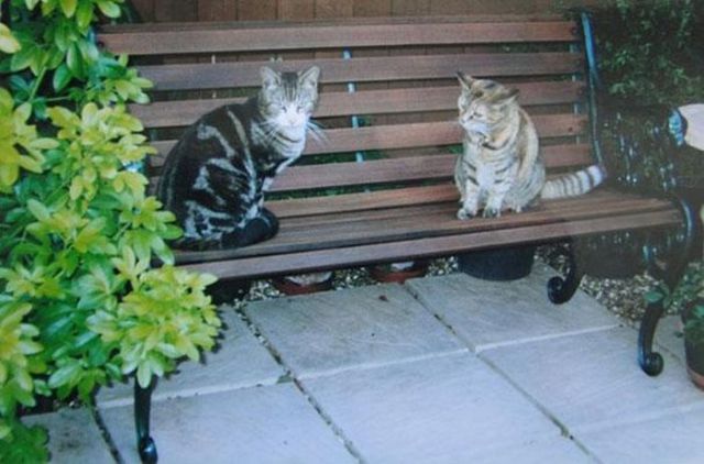 Poppy, le plus vieux chat au monde - 8