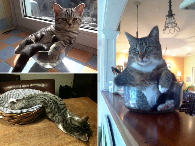 Des chats dans des bocaux - 14