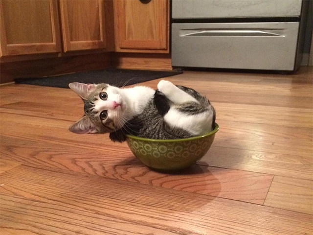 Des chats dans des bocaux - 17