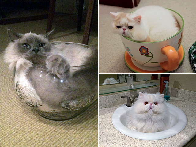 Des chats dans des bocaux - 18